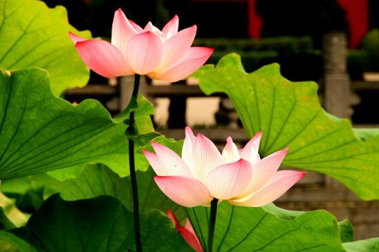 點(diǎn)擊看大圖
